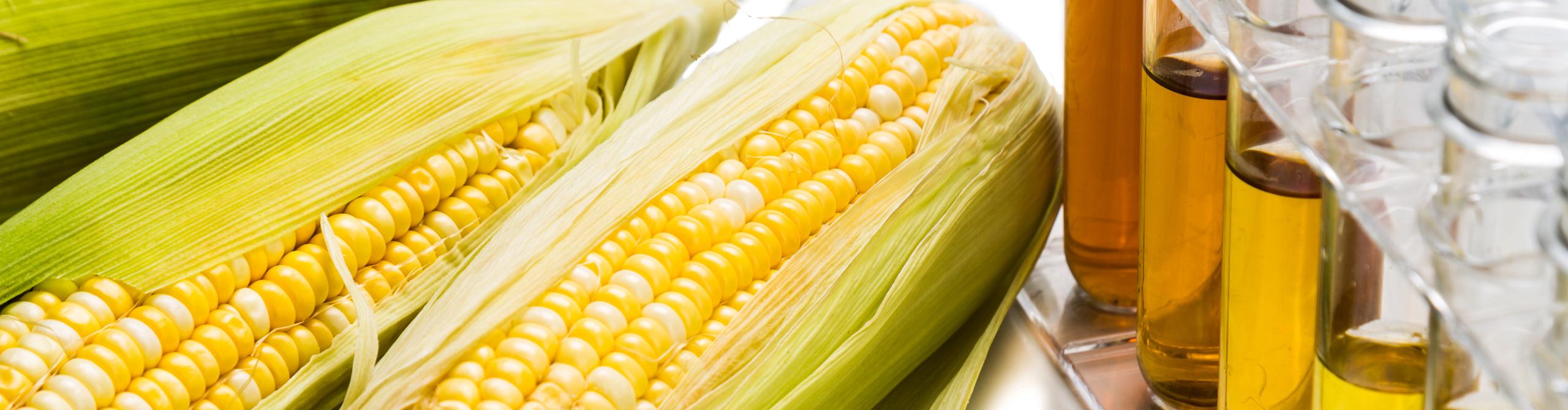 Corn Price Charts, Forecasts & News FocusEconomics
